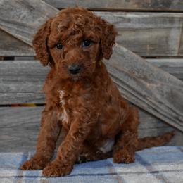 Male 3 - Green Collar - Red male Irish Doodle puppy in Macedon, New York from Toodles Goldendoodles