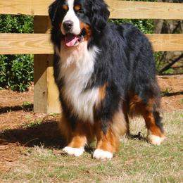 Bernese Mountain Dog All Grown Up from Tollhaus Bernese Mountain Dogs