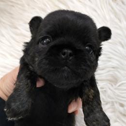 Jewel - Brindle female Shih Tzu puppy in Tallahassee, Florida from Bows and Bow Ties