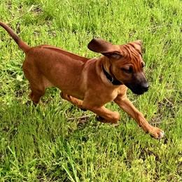 Rhodesian Ridgeback puppies from ApacheRidge Ranch