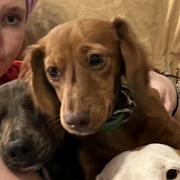 Darlene - Dachshund