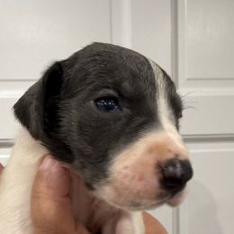 Dana - Blue and white female Great Dane puppy in Florida from Beachside Kennels