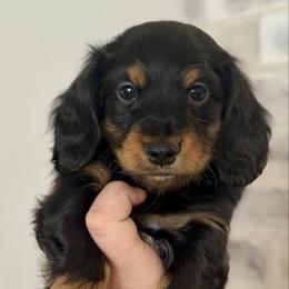 Zay - Black and tan male Dachshund puppy in Bowling Green, Kentucky from Dachshunds of the Valley