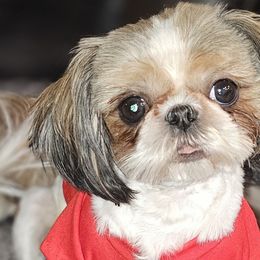 Stanley - Shih Tzu
