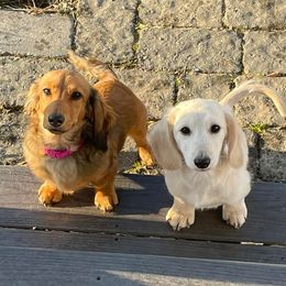Dachshunds from Doma Za Dachshunds