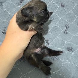 Almond - Fawn male Pekingese puppy in Clinton, Tennessee from Gracelands Pekingese