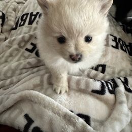 Pomeranian Puppies from Mac Daddy Poms