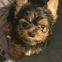 Yorkshire Terriers from Halls Tiny Yorkies