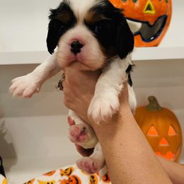 Cavalier King Charles Spaniel Puppies from Ridgefield Cavaliers