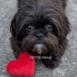 Luka - Black and white male Mal-Shi puppy in Tampa, Florida from Petite Pawz