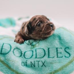 Blue Boy F1B Mini Goldendoodle - Merle male Goldendoodle puppy in Mckinney, Texas from Doodles of North Tx