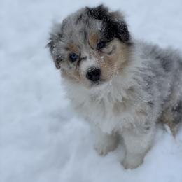 Australian Shepherd Puppies from SS Australian Shepherds