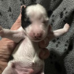 Boy 1 - White and black male Chinese Crested puppy in Rockvale, Tennessee from Cosmic Chinese Cresteds & Wind-Echo Poodles