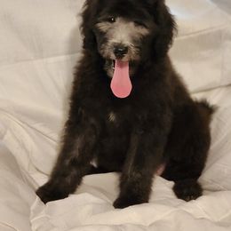 Goldendoodle Puppies from Country Pups Doodles