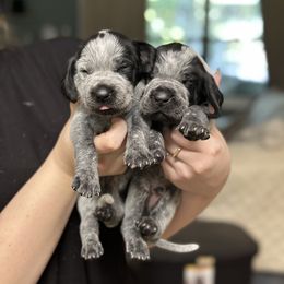 Bluetick Coonhound Puppies from Lone River Blueticks