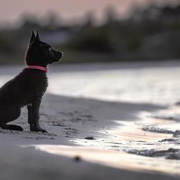Belgian Malinois and Dutch Shepherd Puppies from Berserker Malinois Kennel