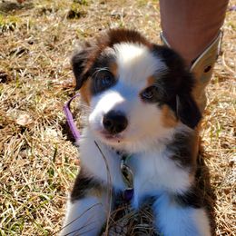 Australian Shepherd Puppies from MONTACC Australian Shepherds