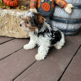 Maple - Biewer Terrier puppy from Stoll'n Kisses Biewers