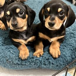 Hank - Black and cream male Dachshund puppy in Ackerly, Texas from Silver Dach Farms