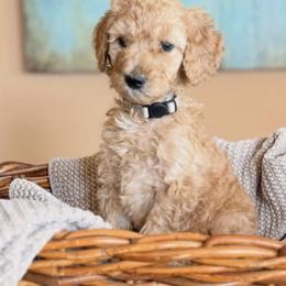 Ember - Apricot female Poodle puppy in New Smyrna Beach, Florida from Regal Crest Poodles