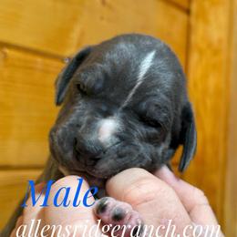 Bluefawn - Blue male Great Dane puppy in Greenville, South Carolina from Allen’s Ridge Ranch