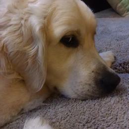 Golden Retriever Puppies from Creekside Golden Kennels