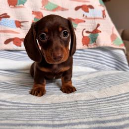 Java - Chocolate and tan female Dachshund puppy in Jacksonville, Florida from Florida Dippin’ Dachshunds & Aussiedoodles