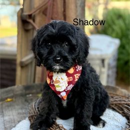 Shadow - Black male Australian Labradoodle puppy in Anderson, California from Shaggy Doodles