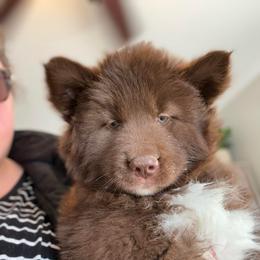 Redwood - Red and white male Siberian Husky puppy in Florence, Kentucky from Moonlight Howl Huskies