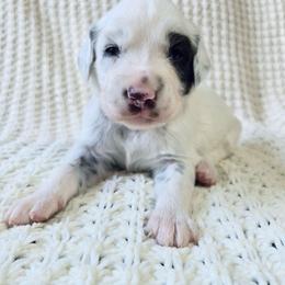 Maya- LUA liver long coat - White and liver brown female Dalmatian puppy in Jefferson, Georgia from Spotted Jewels Dalmatians