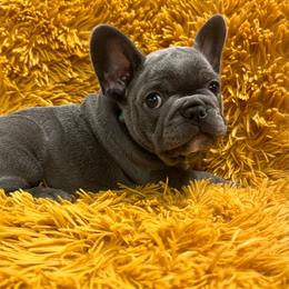 Mylo - Blue male French Bulldog puppy in Clever, Missouri from Crystals Bulldog Bungalow