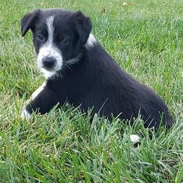Border Collie Puppies from Supernova Border Collies