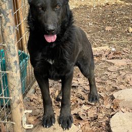 Ruger - German Shepherd