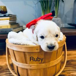 Girl 2 - Light golden female Golden Retriever puppy in Oconto, Wisconsin from Abbie's Golden Retrievers