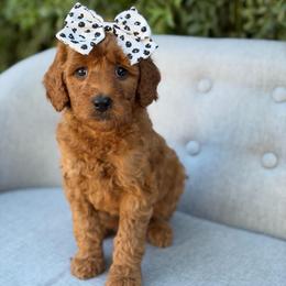 Stevie - Red  female Goldendoodle puppy in Queen Creek, Arizona from Goldendoodle AZ