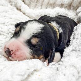 Yellow - Tri-color female Bernedoodle puppy in Marne, Michigan from MI Doodles
