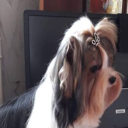Nicky - Biewer Terrier