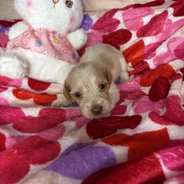 Marie - Piebald female Dachshund puppy in Lake City, Florida from My Ditzy Doxies of Florida