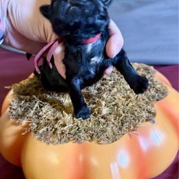 Bully - Black and white male Shih Tzu puppy in Warrior, Alabama from The Anderson Farms Kennel