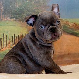 French Bulldog Puppies from BeYardCore Bullies