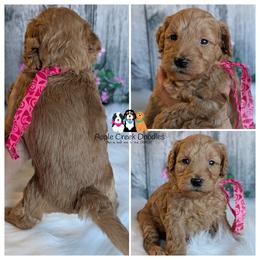 Harlow - F1b Petite-Mini Goldendoodle. OFA-Genetics-2 Yr Warranty - Microchip. - Apricot female Goldendoodle puppy in Jeddo, Michigan from Apple Creek Doodles