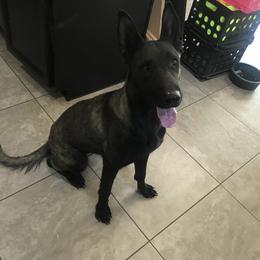Belgian Malinois puppies from Sun Valley Malinois