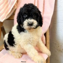 Mimosa English Teddybear Tri Color - Parti female Goldendoodle puppy in Grove, Oklahoma from Guinn Family Farms
