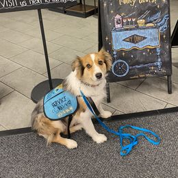 Dolly  - Australian Shepherd