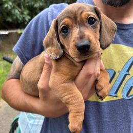 Marigold - Dapple female Dachshund puppy in Jacksonville, North Carolina from Lizzie’s Doxies