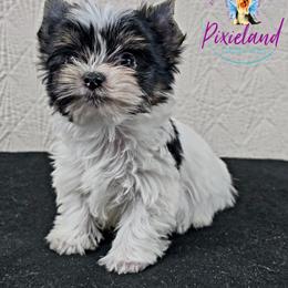 Reggie - Parti male Yorkshire Terrier puppy in Santa Clarita, California from Pixieland Yorkshire Terriers