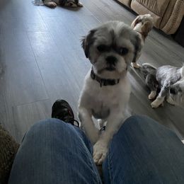 Oreo - Shih Tzu