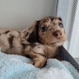 Dachshund Puppies from Dachshundly Perfect