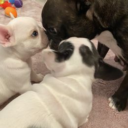 French Bulldog Puppies from Fur Royalty Frenchies