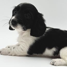 Dachshunds from Neu Doxies